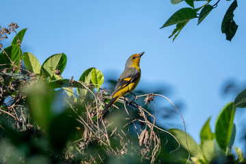 Scarlet Minivet in Tai Po Kau Nature Trail, Hong Kong (Formal Name: Pericrocotus flammeus), Female