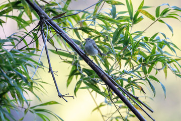 Yellow-browed Warbler (Formal Name: Phylloscopus inornatus) in Tai Po Kau Nature Trail, Hong Kong.