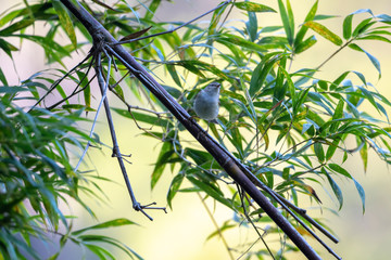 Yellow-browed Warbler (Formal Name: Phylloscopus inornatus) in Tai Po Kau Nature Trail, Hong Kong.