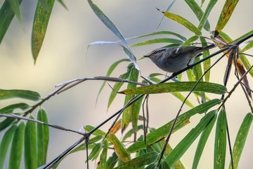 Yellow-browed Warbler (Formal Name: Phylloscopus inornatus) in Tai Po Kau Nature Trail, Hong Kong.