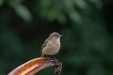 Daurian Redstart in Tai Po Kau Nature Trail, Hong Kong (Formal Name: Phoenicurus auroreus), Female