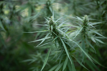 Marijuana flowering buds ( cannabis), hemp plant. Medical cannabis flowering plant.