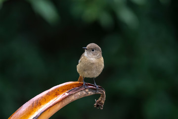 Daurian Redstart in Tai Po Kau Nature Trail, Hong Kong (Formal Name: Phoenicurus auroreus), Female