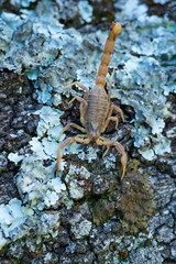 COMMON YELLOW SCORPION - Escorpión común, amarillo o alacrán (Buthus occitanus)