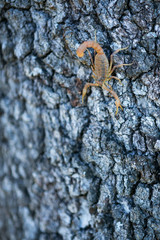 COMMON YELLOW SCORPION - Escorpión común, amarillo o alacrán (Buthus occitanus)