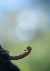COMMON YELLOW SCORPION - Escorpión común, amarillo o alacrán (Buthus occitanus)