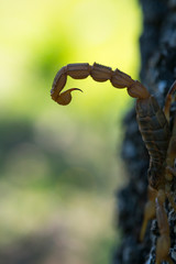 COMMON YELLOW SCORPION - Escorpión común, amarillo o alacrán (Buthus occitanus)