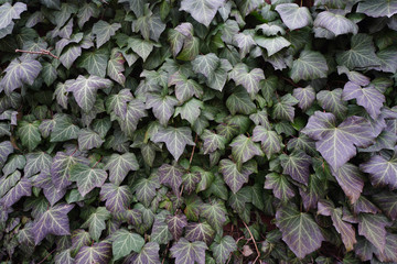 Brick wall covered with green ivy