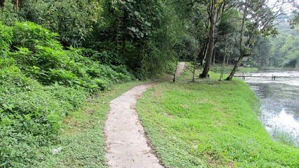 beautiful natural scenery on the hill looks high and big trees in the wind