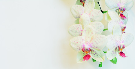 Fototapeta na wymiar orchid flowers on a white background. Horizontal shot. Concept - greeting card, holiday. Copy space