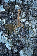 COMMON YELLOW SCORPION - Escorpión común, amarillo o alacrán (Buthus occitanus)