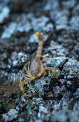 COMMON YELLOW SCORPION - Escorpión común, amarillo o alacrán (Buthus occitanus)