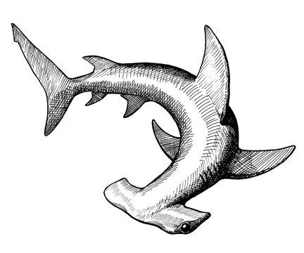 hammerhead shark sketch