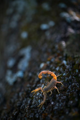 COMMON YELLOW SCORPION - Escorpión común, amarillo o alacrán (Buthus occitanus)