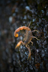 COMMON YELLOW SCORPION - Escorpión común, amarillo o alacrán (Buthus occitanus)