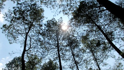 beautiful natural scenery on the hill looks high and big trees in the wind
