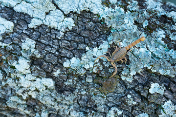 COMMON YELLOW SCORPION - Escorpión común, amarillo o alacrán (Buthus occitanus)