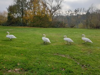 Vier Schw&auml;ne gehen spazieren
