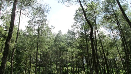 Fototapeta premium beautiful natural scenery on the hill looks high and big trees in the wind