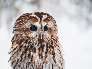 Tawny owl (Strix aluco) in snowy forest. Tawny owl sits on tree. Tawny owl and winter background.