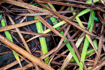 Leaves of blue flag iris (Iris versicolor) covered with rain drops during winter in central Virginia