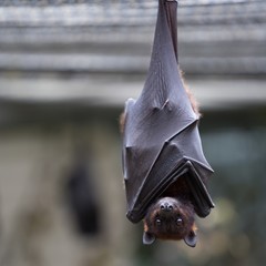 Closeup of a brown bat looking at the camera with a blurry background - obrazy, fototapety, plakaty
