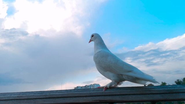 white pigeon on blue sky background