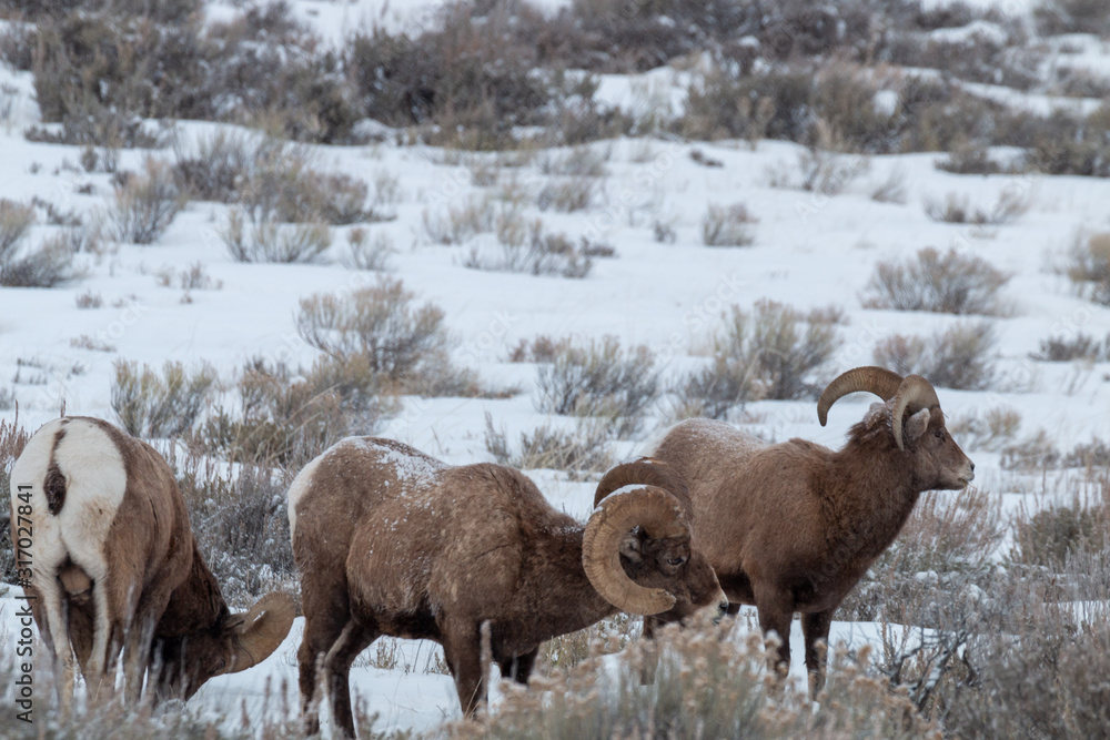 Wall mural Bighorn Sheep in Winter n Wyoming