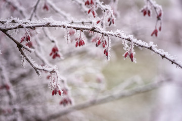 Frozen barberry branch with red berries growing in the garden, natural winter background, macro image with selective focus