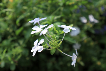 Cape plumbago (Plumbago auriculata) plant, known also as blue jasmine, with flowers.