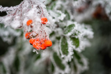 Frozen pyracantha or firethorns orange berries with green leaves in the garden, natural winter background, macro image with selective focus