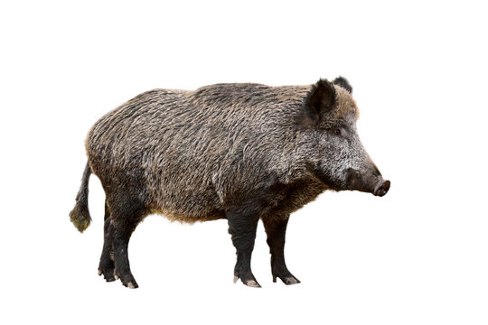 Wild boar (Sus scrofa) against white background