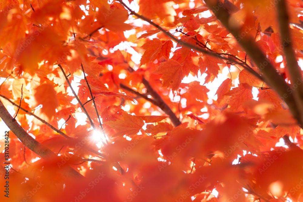 Wall mural maple tree with red leaves under the sunlight during the autumn with a blurry background