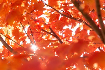 Maple tree with red leaves under the sunlight during the autumn with a blurry background