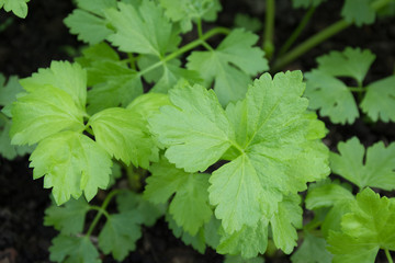 close up detail of celery planted in the garden.