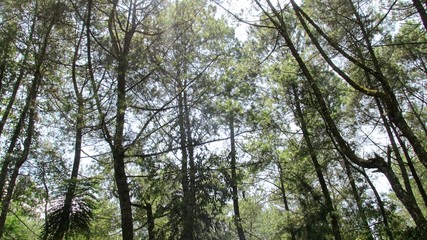 beautiful natural scenery on the hill looks high and big trees in the wind