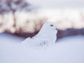 Snowy owl (Bubo scandiacus) on snowy ground. Snowy owl portrait. Snowy owl closeup photo.