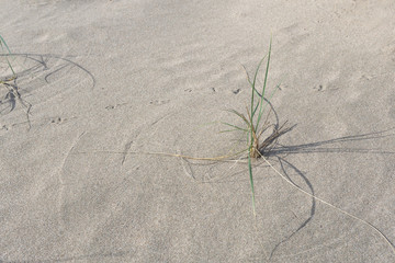 Loneliness in the desert