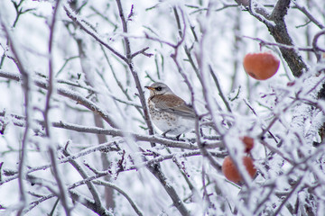 A Rowan thrush sits on a branch of an Apple tree in the winter garden. Turdus pilaris.