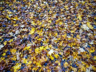 Dried and old yellow leaves on the ground during autumn season with wet mud around showing the...