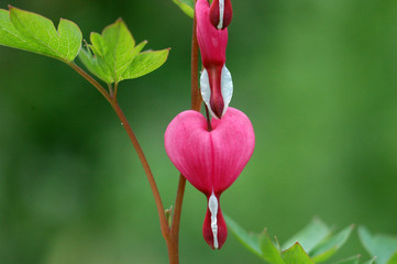 Close up of a bleeding heart flower