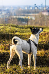 Basenji dog on a hill, full length photo while walking