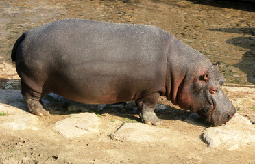Hippopotame au bord de l'eau.