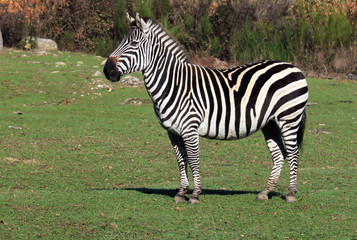 Fototapeta na wymiar Zèbre adulte au soleil dans sa robe rayée.Ils appartiennent au genre Equus. Ils vivent en Afrique.
