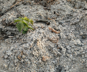 Emerging tree on the ashes