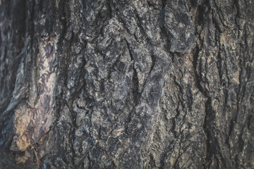 Neem tree bark 