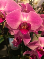 A Close Up Of A Pink Orchid