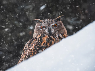 Eurasian eagle-owl (Bubo Bubo) sitting on hunted marten in snowy forest. Eurasian eagle owl with marten on snowy ground. Owl portrait.