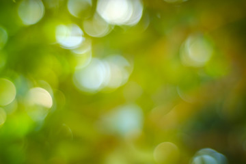Bokeh of light nature,blured background,de focus.Sunlight shining through the leaves of...