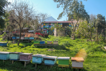 Trabajo de apicultura en el cerro